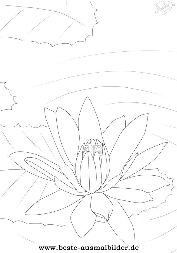 Ausmalbild Lotusblume