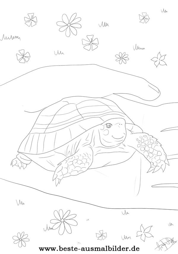 Ausmalbild Schildkröte