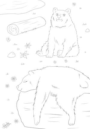 Ausmalbild Bär