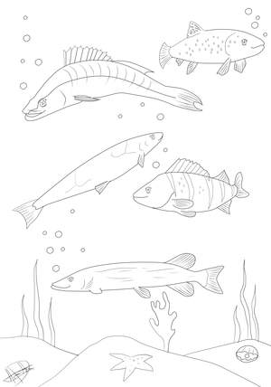 Ausmalbild Fische