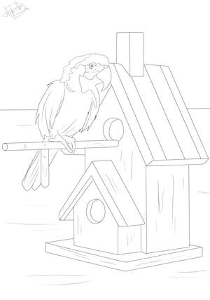 Ausmalbild Papagei Vogel