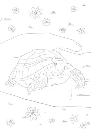 Ausmalbild Schildkröte